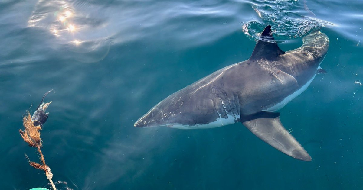 savingtheblue's tweet image. !! TONIGHT !!
Monday 21st @ 9pm
🦈 JAWS vs Mega Croc 🐊
Saving the Blue’s Vice President Dr. @DrGuttridge was joined by paleontologist Dr. Sora Kim, white shark expert and Shark Week legend Kina Scollay and ecologist Rosie Moore. In addition, the team were joined by…