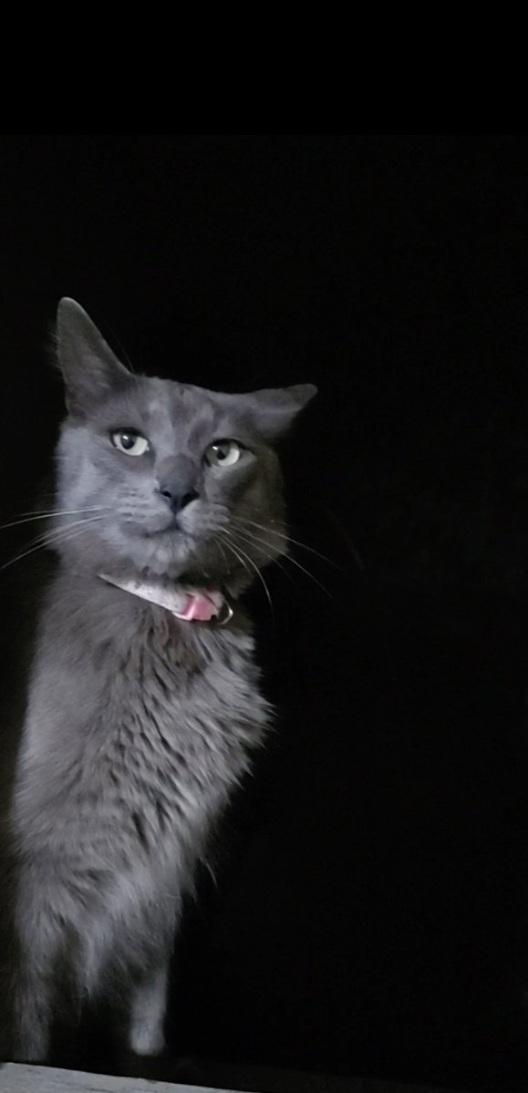 Educado , sano y esterilizado éste bello minino de color Gris Oxford se encuentra en hermosa Adopción Responsable , es un verdadero bombón que se derrite a cada caricia , de aprox 3 años Se encuentra en busca de 1 humano quien le brinde hogar seguro y Cariño al por mayor 🐾 Rt ✨