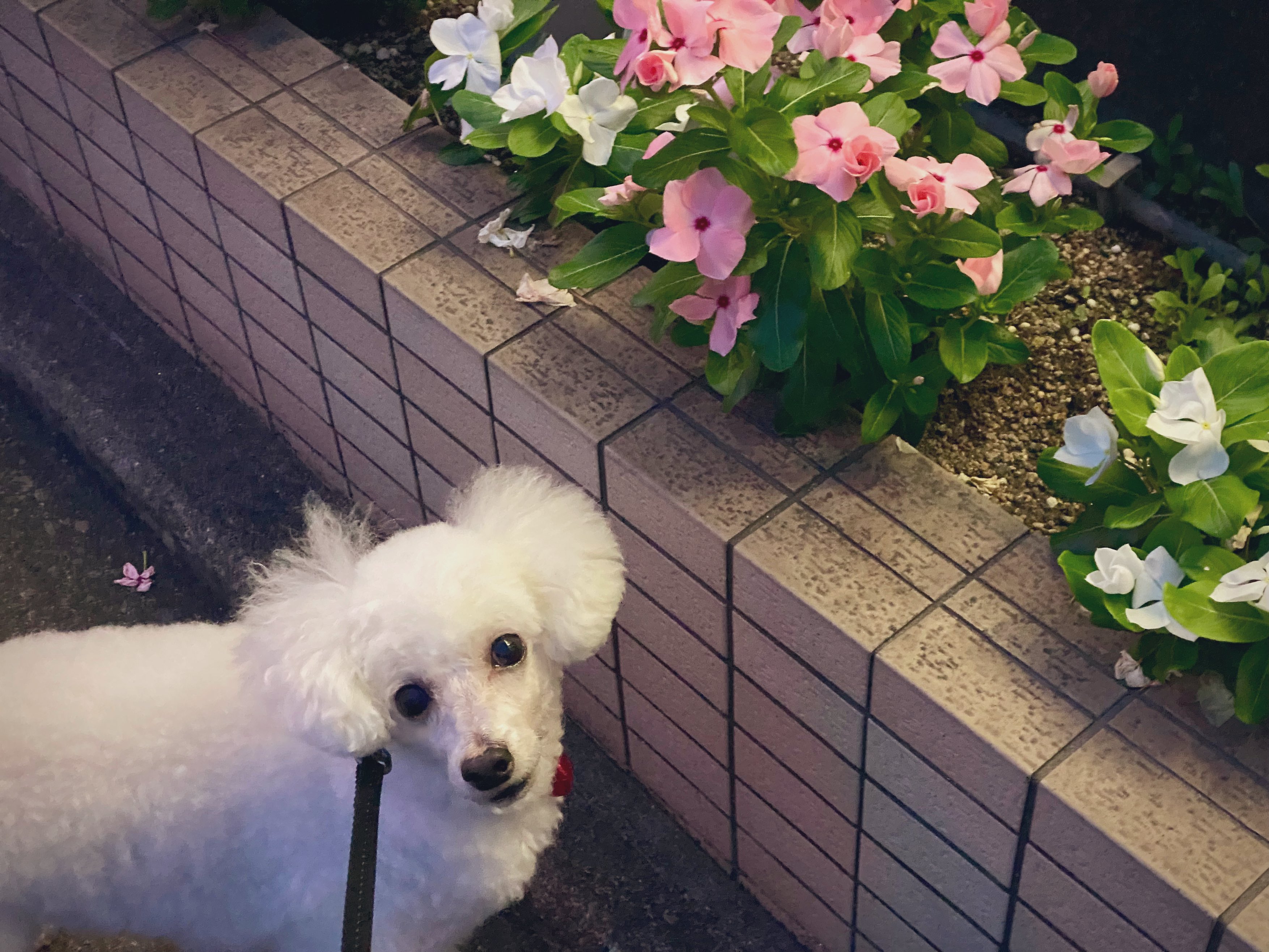 ぼたん様♡ありがとうございます♡ Posts with replies by ぼたん🐩(♂9歳) (@11132015peony) / X