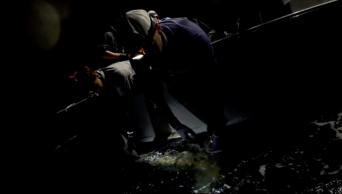 savingtheblue's tweet image. Who’s watching ‘Monster Hammerheads: Species X’ on Shark Week right now? 🦈 Here’s some behind the scenes pics of our team who feature on the show!