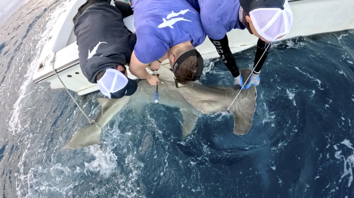 savingtheblue's tweet image. Who’s watching ‘Monster Hammerheads: Species X’ on Shark Week right now? 🦈 Here’s some behind the scenes pics of our team who feature on the show!