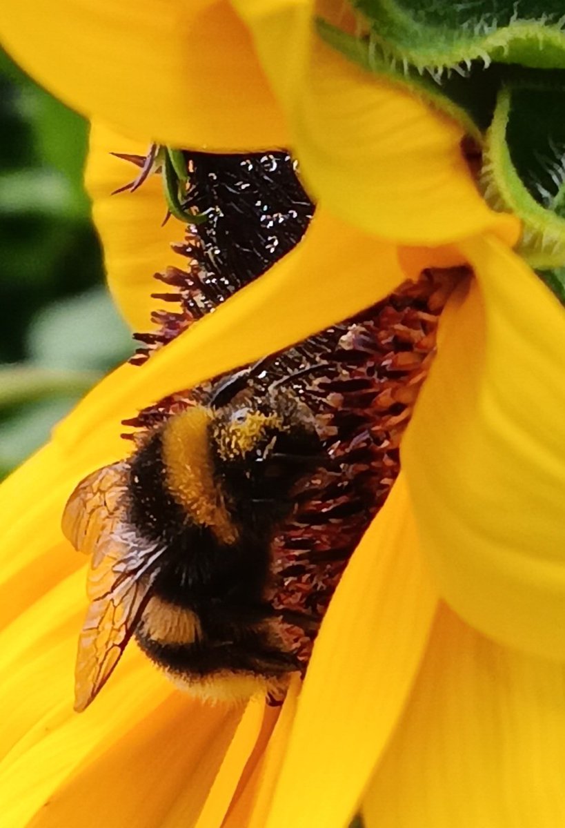 ametcalfe42's tweet image. I love the #sunflowers in my garden  #GardensHour at the moment. They are so vibrant &amp;amp; a draw for bees and insects. Can sit for hours and watch them at work.