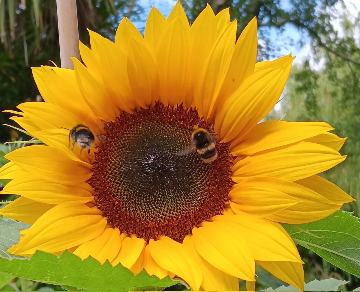 ametcalfe42's tweet image. I love the #sunflowers in my garden  #GardensHour at the moment. They are so vibrant &amp;amp; a draw for bees and insects. Can sit for hours and watch them at work.