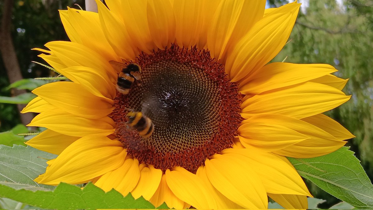 ametcalfe42's tweet image. I love the #sunflowers in my garden  #GardensHour at the moment. They are so vibrant &amp;amp; a draw for bees and insects. Can sit for hours and watch them at work.
