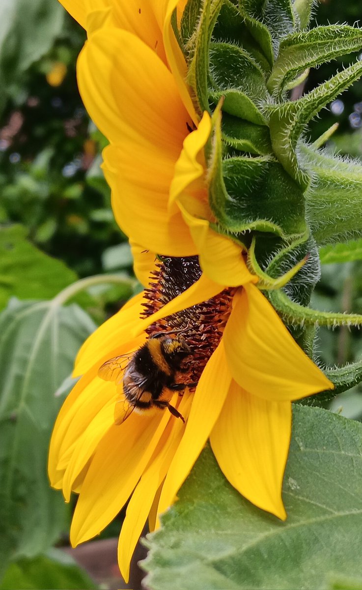 ametcalfe42's tweet image. I love the #sunflowers in my garden  #GardensHour at the moment. They are so vibrant &amp;amp; a draw for bees and insects. Can sit for hours and watch them at work.