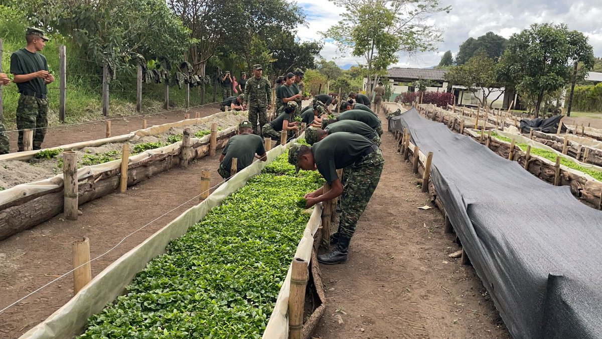 GermanBahamon's tweet image. De la mano de la Tercera División en cabeza de mi General Federico Mejia, apoyamos las iniciativas que impulsa el Ejercito Nacional en el departamento del Cauca para el fortalecimiento del campo.
Estamos llegando a la primera meta y es entregar 1 millón de chapolas a quienes…
