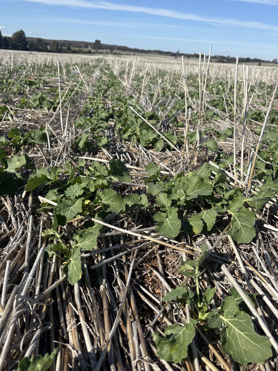 Sustain Ag Consulting tweet media