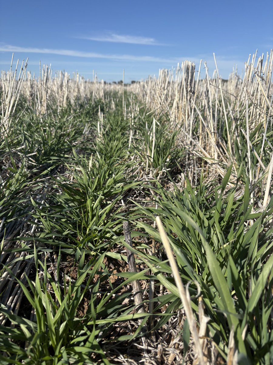 Sustain Ag Consulting tweet media