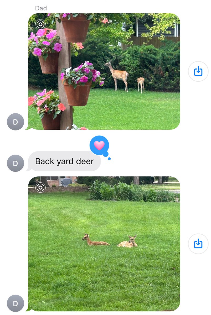 coldhealing's tweet image. My dad just dropped some really great photos of deer in our backyard. I could send them to her and say "us" but not quite there yet