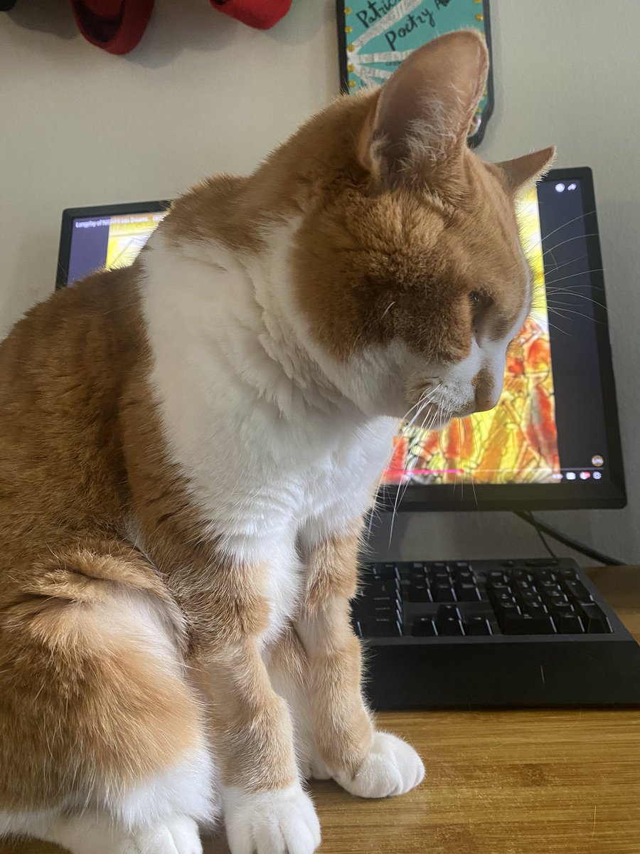 tadthuggish's tweet image. Cat sits in front of computer screen