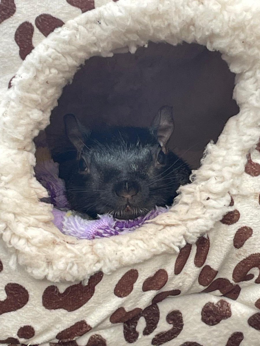 AllumPaul's tweet image. Whizz looking comfy in his bed 🖤🐿️🐿️🐿️🐿️ hitchinsquirrelrescue.co.uk