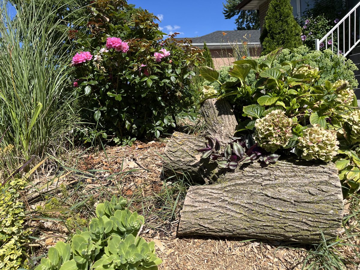 1in5kidz (@1in5kidz) on Twitter photo #TorontoGardens The roses are being eaten by a beetles so Iāve using a spray from ā¦<a href="/SheridNurseries/">Sheridan Nurseries</a>ā© but Iāve heard of other home made remedies I want to try. #TorontoGardens The roses are being eaten by a beetles so Iāve using a spray from ā¦<a href="/SheridNurseries/">Sheridan Nurseries</a>ā© but Iāve heard of other home made remedies I want to try.