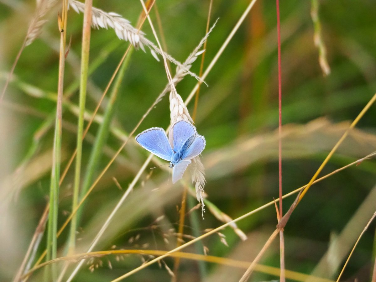 Bredon Hill - Silent Unwinding tweet media