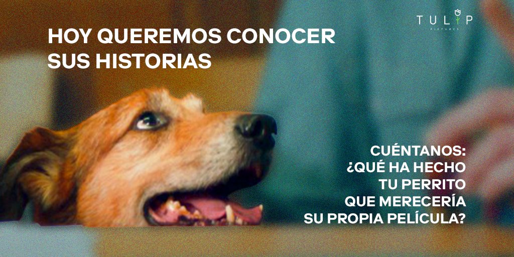 🦴¿Qué historia tiene tu perrito que merecería su propia película? 
En el #DíaDelPerro celebramos todas las historias 🐶.
