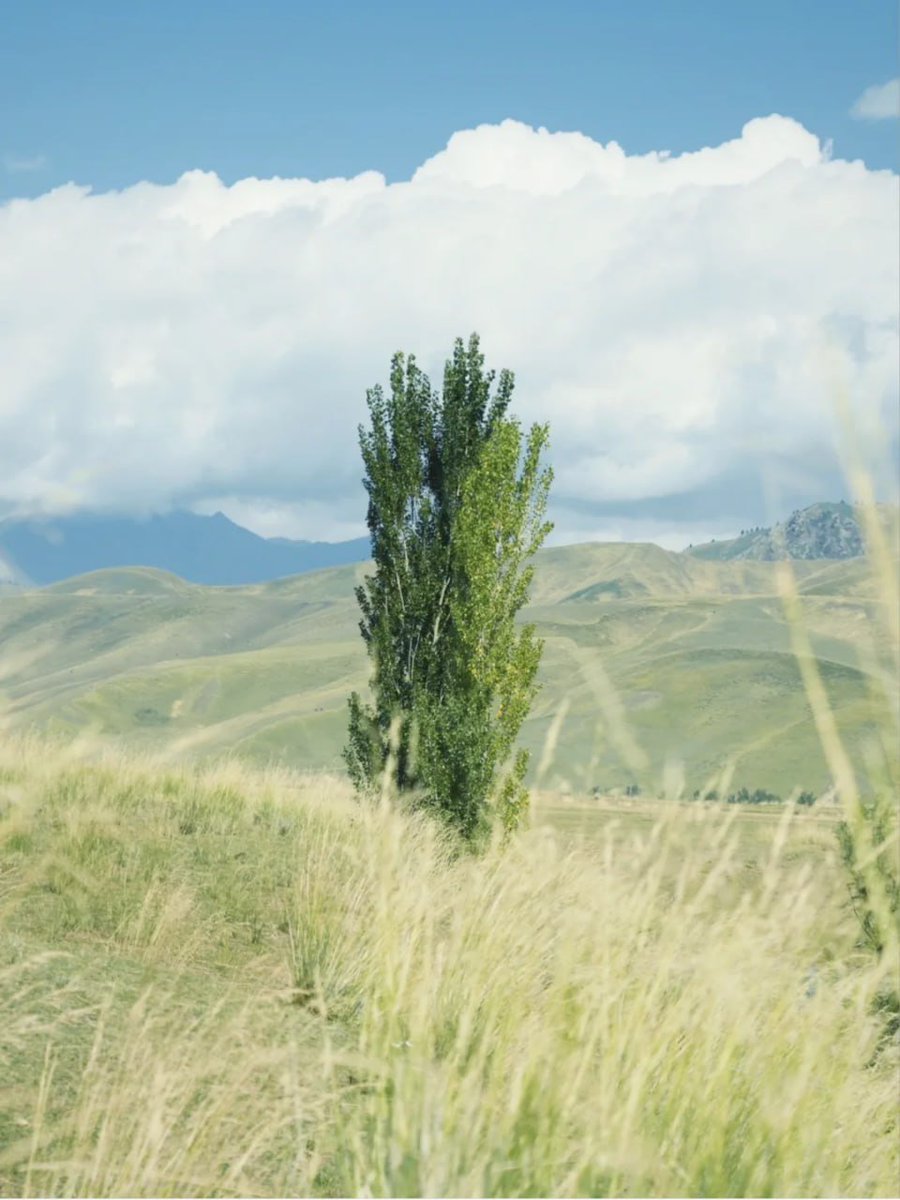 PATHOSRAY's tweet image. I am from Hong Kong  #nature