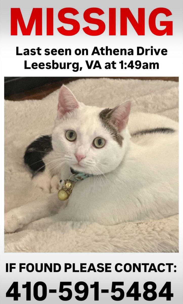 Leesburg/Loudoun County area:
Please help us SEARCH for Bolt! He is an indoor cat out got out last night. He is all white with dark marking on his ear, side &amp; tail. He has a red white &amp; blue collar on with ID tag 1107 Athena Drive 410-591-5484. He is friendly but likely scared