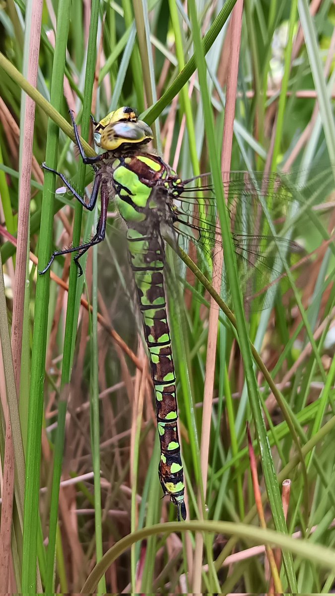 ametcalfe42's tweet image. Spotted this Emperor or Southern Hawker #Dragonfly in my garden this week, after saving it from my kitchen 
#gardenshour so stunning 😍  never seen one so close up. Resting on my pond reeds before flying off. #cardiff