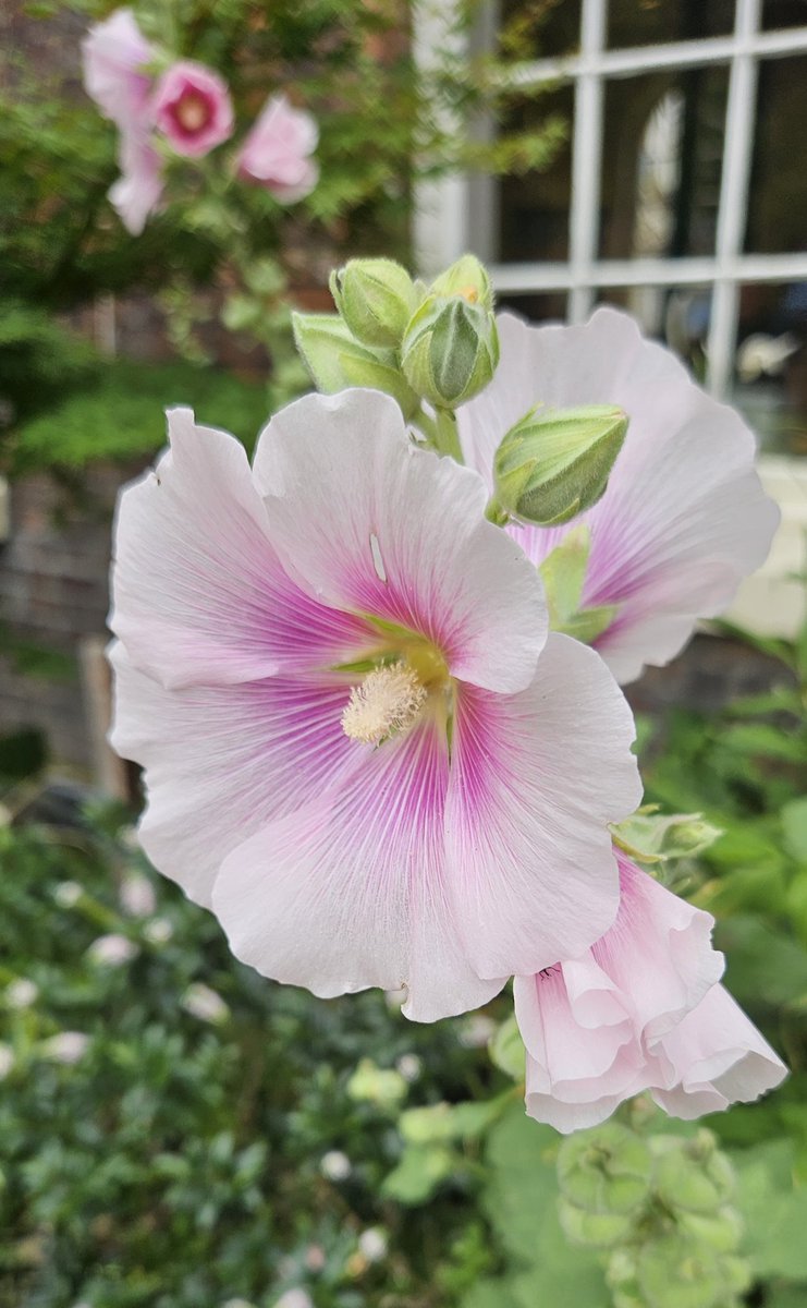 barbmilne's tweet image. Hollyhock @theBluecoat @GardensHour #Liverpool #CityGarden #GardensHour #TranquilSpace thebluecoat.org.uk
