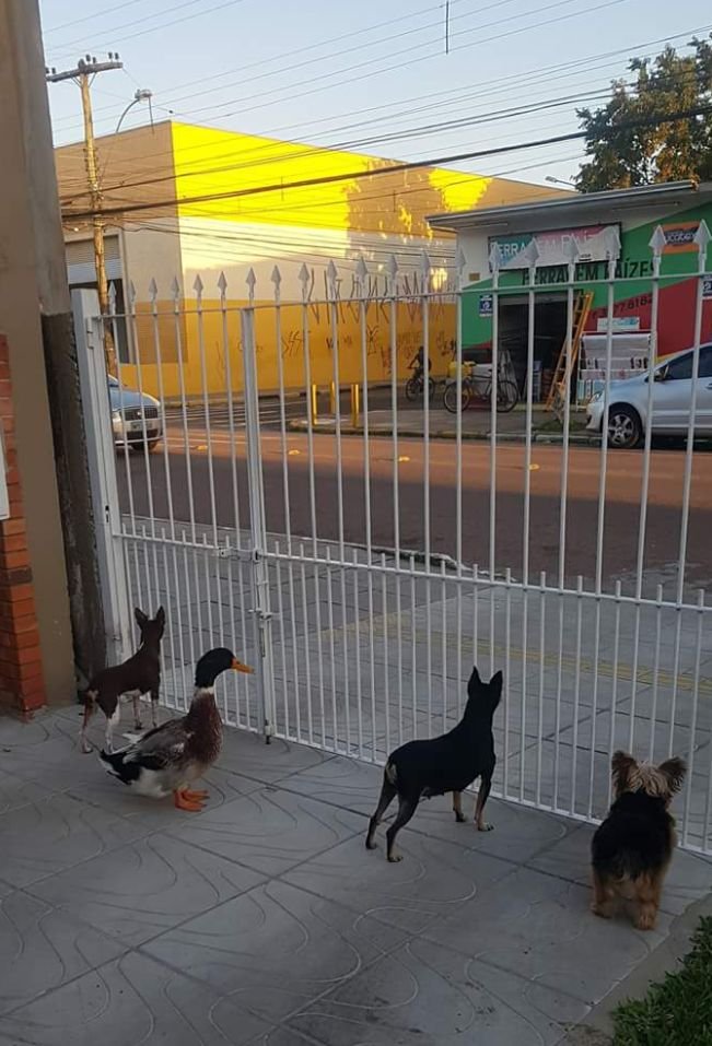 Bichinhos fofinhos pra quem ta cansado tweet media