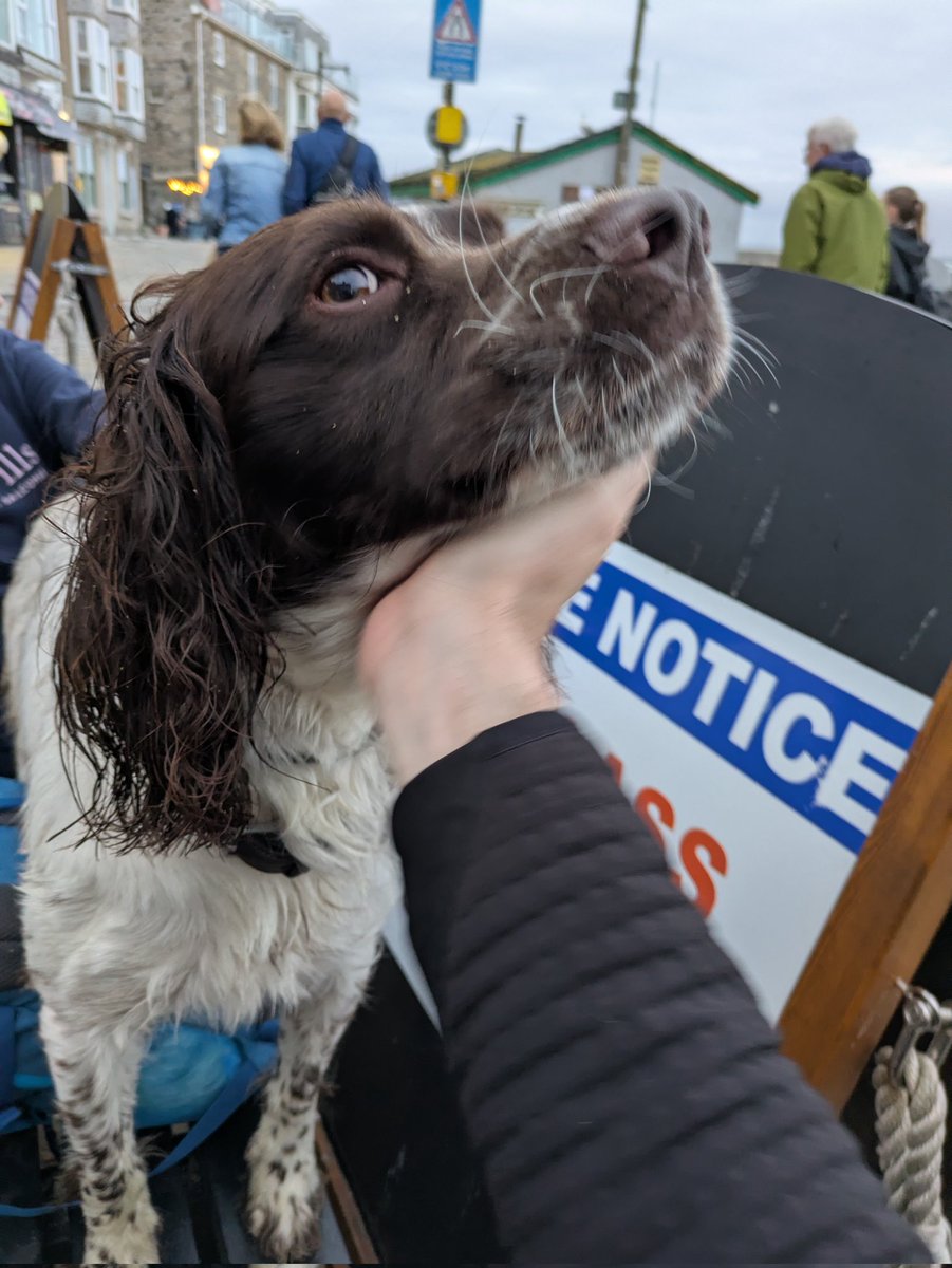 __LeftistVegan's tweet image. Pints and pups Cornwall edition featuring Bailey ππ»