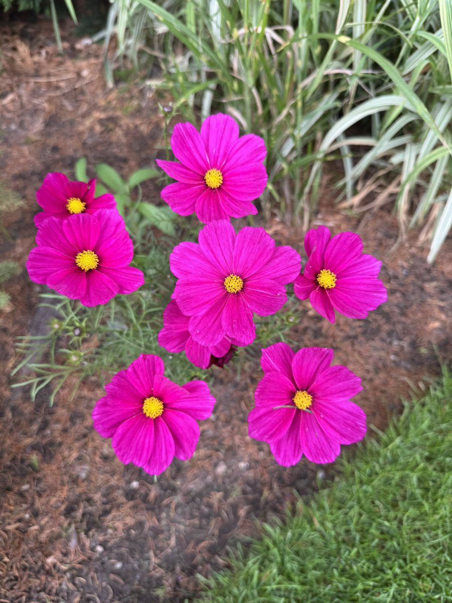 #GardensHour

A little bunch of Versaille Tetra Cosmos iv grown from seed 
#GardeningX 
#mygarden