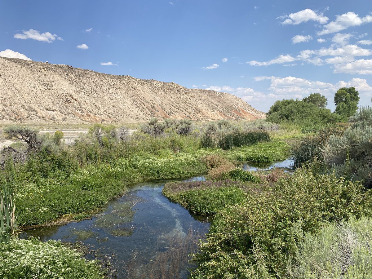 AliDriverUK's tweet image. Chanced upon this beautiful creek when visiting @RewildingNow in Birch #Idaho. Victoria Rail calling from the undergrowth was an audio bonus.