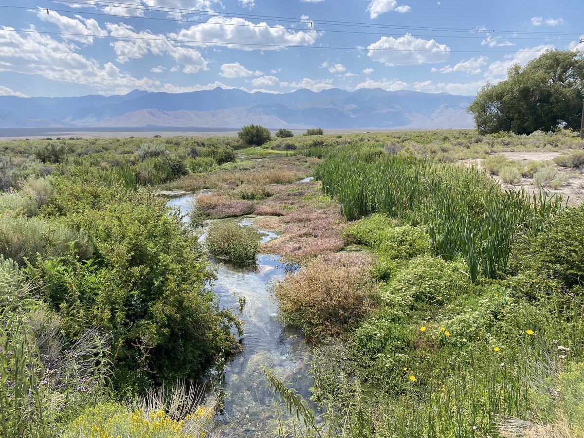 AliDriverUK's tweet image. Chanced upon this beautiful creek when visiting @RewildingNow in Birch #Idaho. Victoria Rail calling from the undergrowth was an audio bonus.