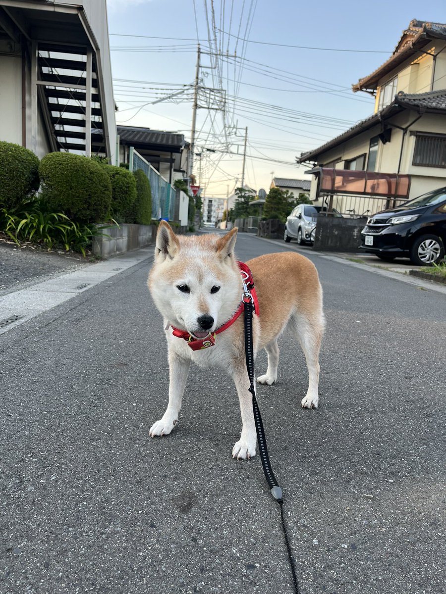 GearSrs's tweet image. おはようございます☀️
#キナコ埼玉