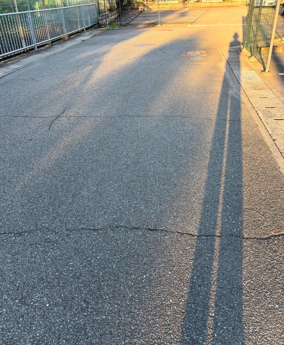 KkochinT's tweet image. 朝日を浴びて
