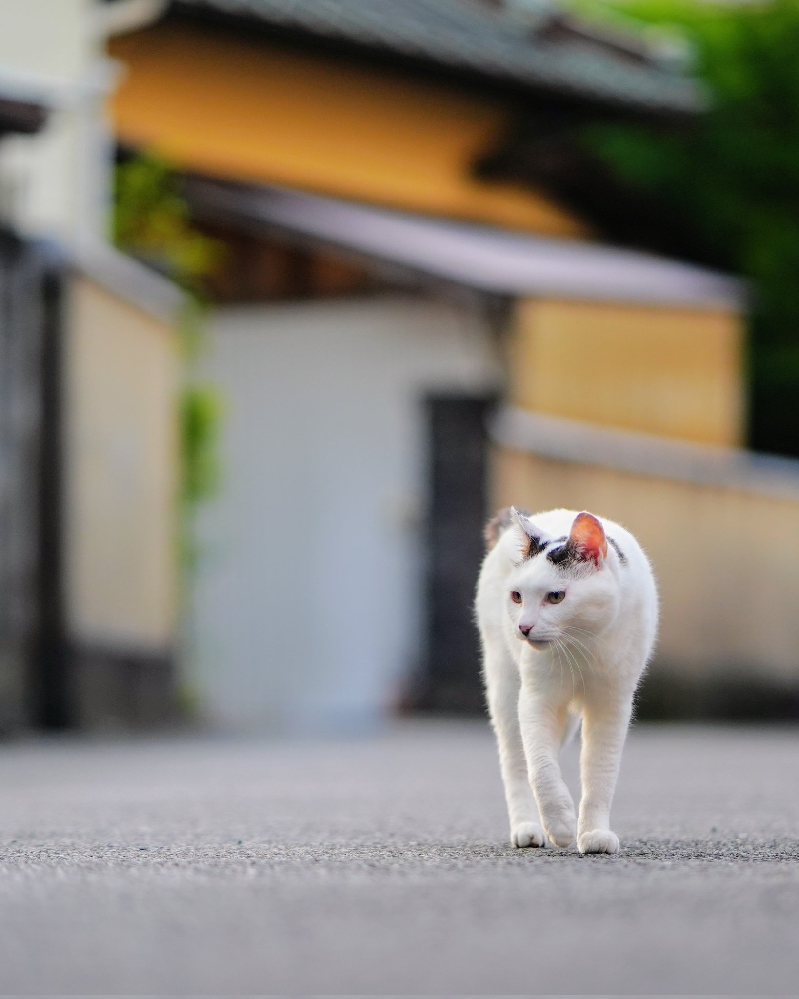☆雪猫☆ maxresdefault.jpg