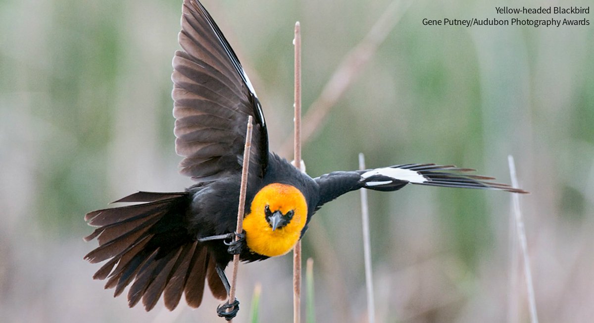 audubonsociety's tweet image. Grassland species are among the most imperiled groups of birds in the U.S. Audubon's North American Grasslands & Birds Report highlights the best practices needed to protect these species from climate change and disappearing habitat. bit.ly/3GK7lCl #BirdsTellUs