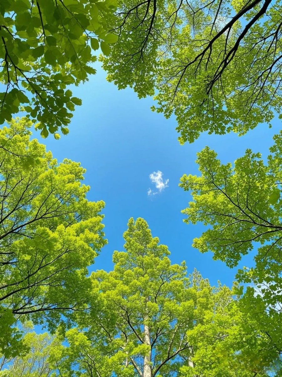 PATHOSRAY's tweet image. The older I get, the more I like the breath of nature🌿