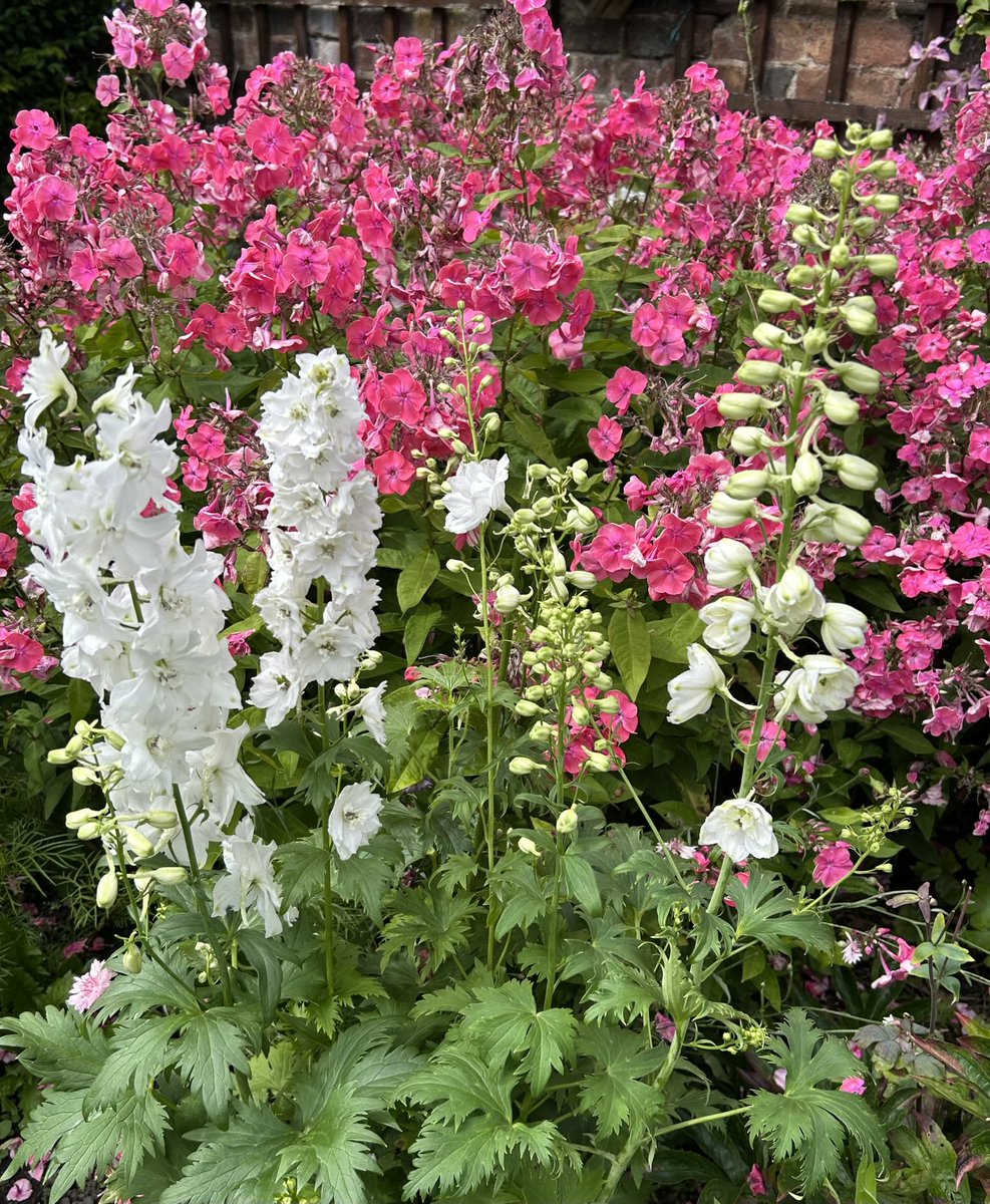 HelenMSimpson26's tweet image. Hi all at Gardenshour, loving the colour in the garden just now, so much just coming out and the roses enjoying a second flush. #Gardenshour