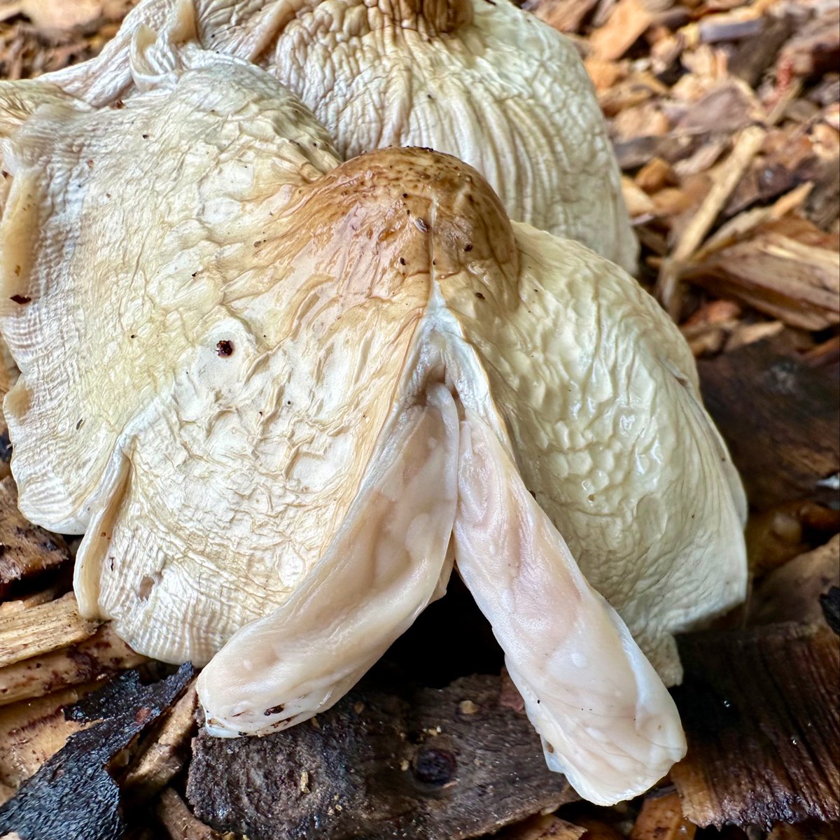 ikar0sc's tweet image. 🤷🏻‍♂️

#MushroomOfTheDay
