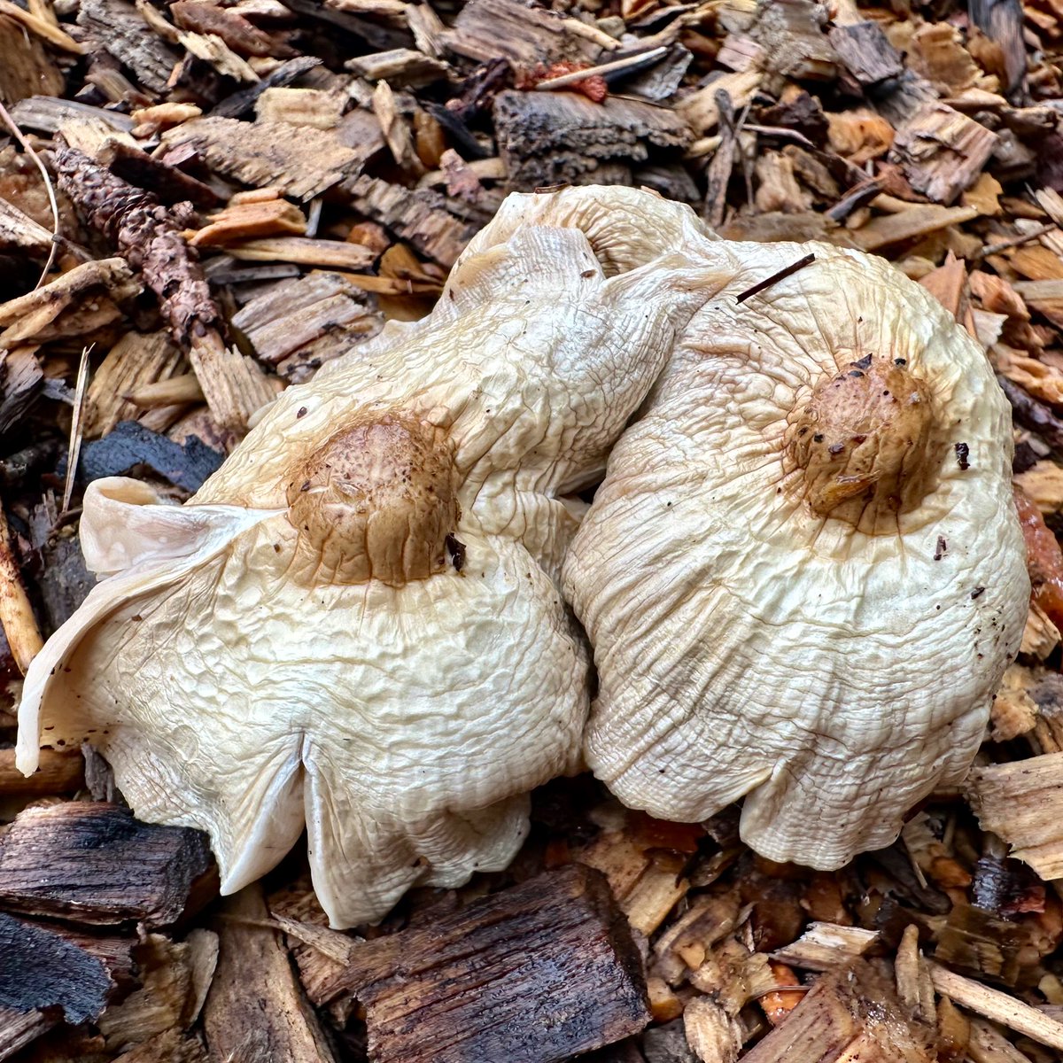 ikar0sc's tweet image. 🤷🏻‍♂️

#MushroomOfTheDay
