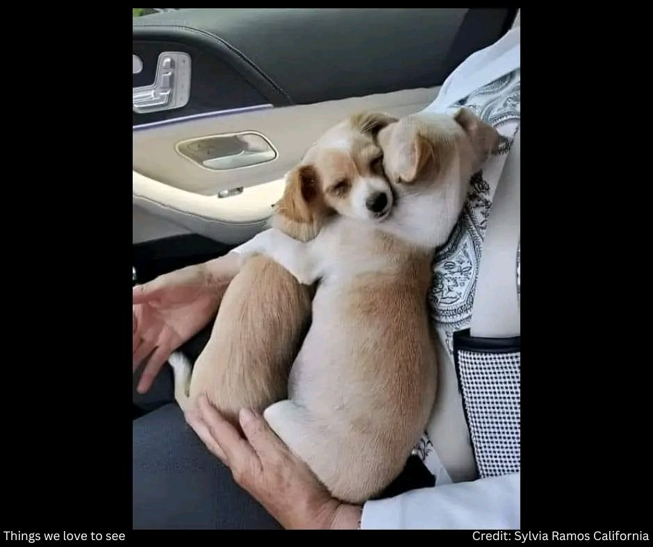 fopminui's tweet image. "Last week Husband or me went to the shelter for adopt a baby. we saw these baby puppies that had saved by rescuers. that had lost their mother in an accident.😥
We chose a baby girl for adoption. But we noticd that both of them did not want to be separated from each other. they…