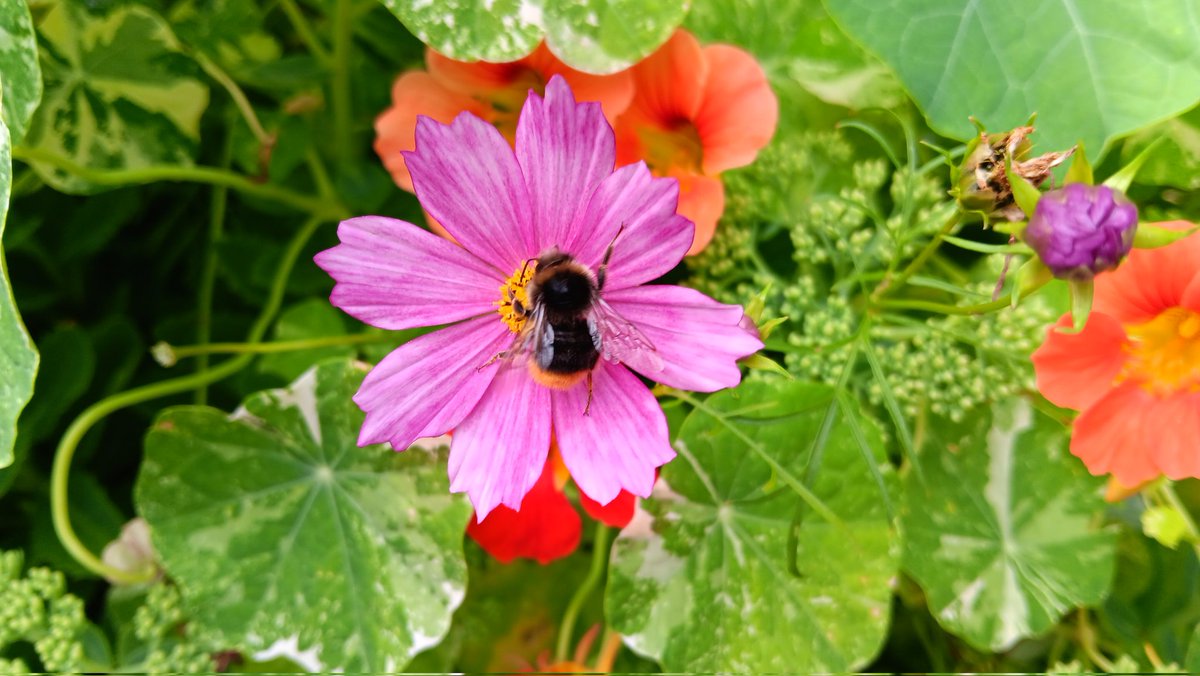 ametcalfe42's tweet image. Last pictures for tonight&apos;s #gardenshour beetroot crop coming on and 🐝 on cosmos #cardiff