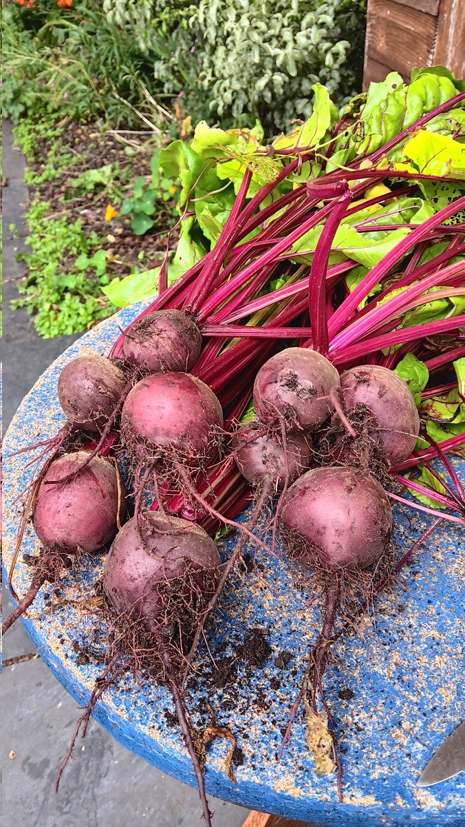 ametcalfe42's tweet image. Last pictures for tonight&apos;s #gardenshour beetroot crop coming on and 🐝 on cosmos #cardiff