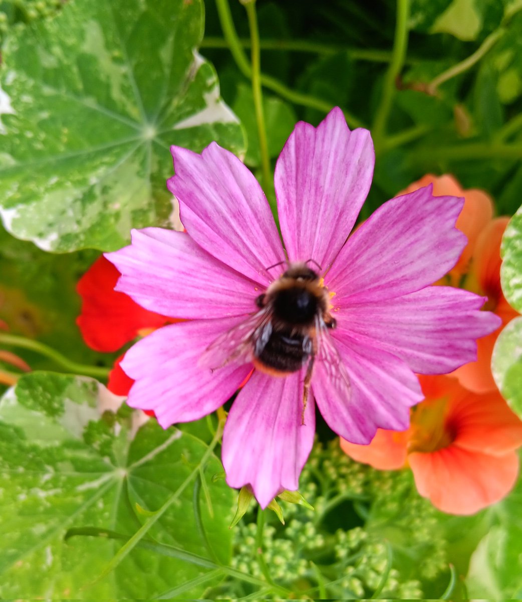 ametcalfe42's tweet image. Last pictures for tonight&apos;s #gardenshour beetroot crop coming on and 🐝 on cosmos #cardiff