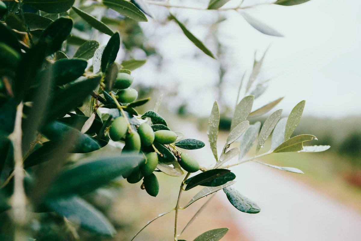 TAMUHortPhysLab's tweet image. Hot off the press! 🫒 Research by Dr. Clavijo, former PhD student (co-chaired with Dr. Sarkhosh), based on his MSc work at @UFIFASWFREC under Dr. Tethford - bringing solid science to olive cultivation in the Southeastern U.S.! @ufhorticulture
--> doi.org/10.21273/HORTS…