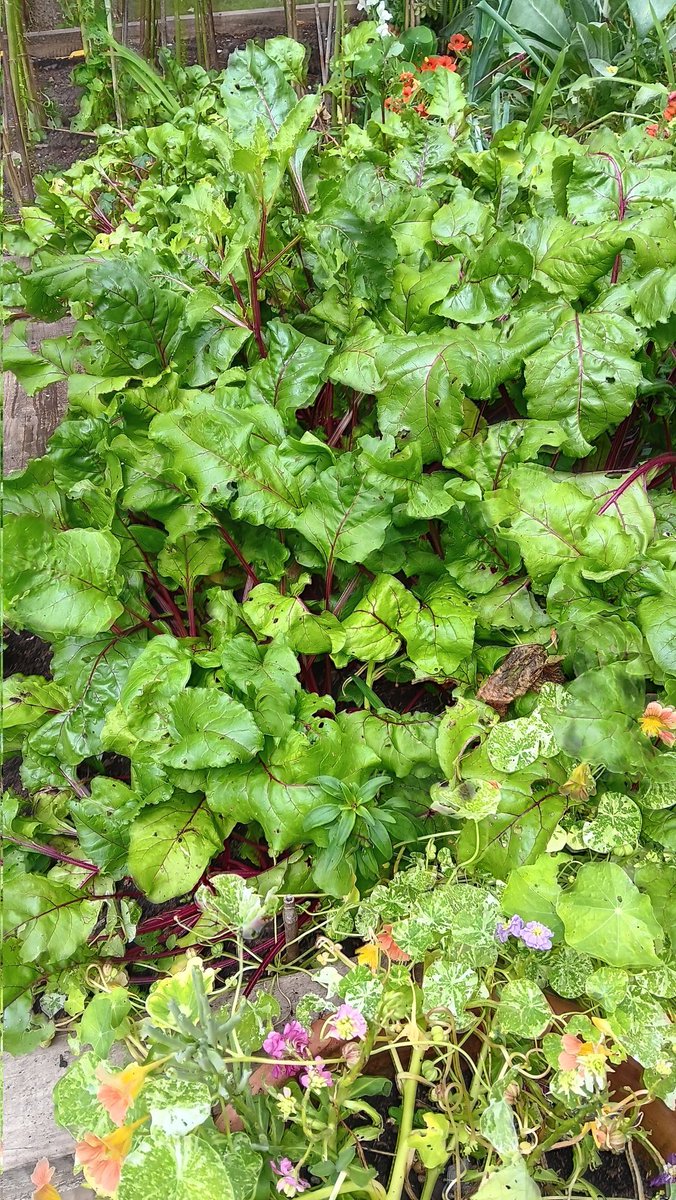 ametcalfe42's tweet image. Last pictures for tonight&apos;s #gardenshour beetroot crop coming on and 🐝 on cosmos #cardiff