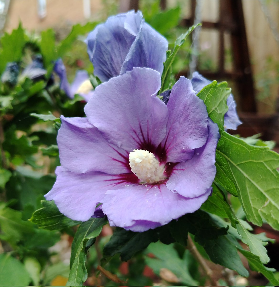GraemeEdwards1's tweet image. Evening all. The Hibiscus 'Marina Blue' has begun to bloom #GardensHour