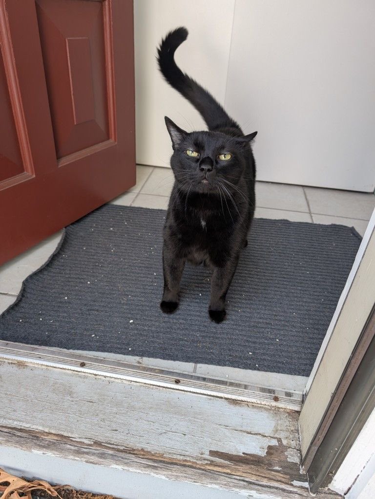 Black cats are not bad luck (@visualscat) on Twitter photo 