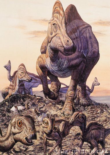 ausar_the's tweet image. Different ways of parenting, 67 million years apart. The hatchlings on the left long turned into dust or petrified bone by the time the adults on right are born.
(Art by Mark Hallett)