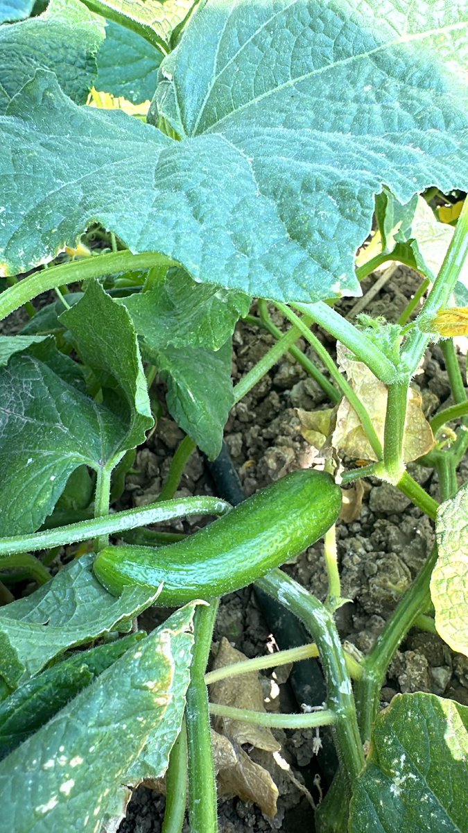 Amcaa_Bey's tweet photo. From my farm https://t.co/B1q2rZGILD