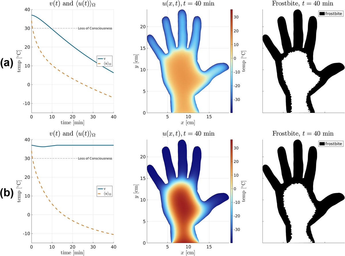 TheSIAMNews's tweet image. In a survival situation, the body forfeits frozen fingers to keep the core warm. Tyler Fara and Malgorzata Peszynska present a #heuristic model with a #mechanistic view of extremity-core #HeatTransfer under cold stress on the SIAM News blog. Read more: siam.org/publications/s…