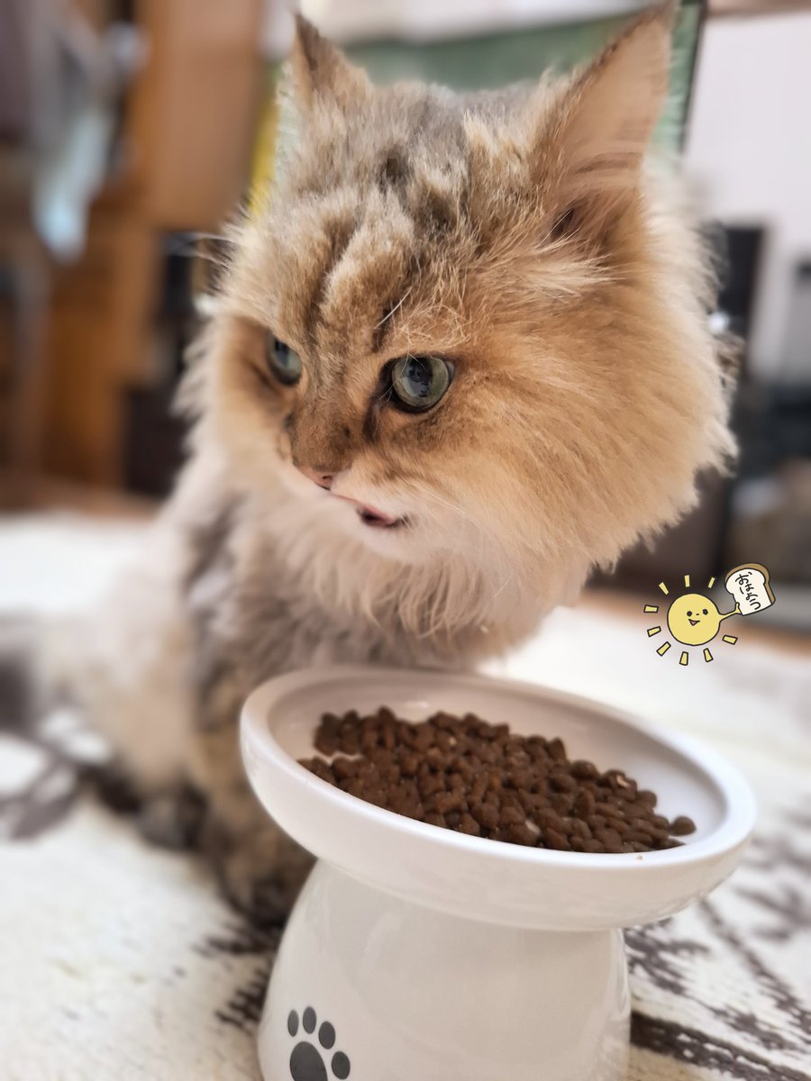 FrancesKingdom's tweet image. おはにゃん☀️
5時前からムーちゃんが
にゃぁにゃあ~
もう仕方ないな~っ
起きてリビングに行ったら
床に巨大な蜘蛛が😱
すっごい速さで走って🕷️💨
あんなのがいるなんて
ムリムリムリムリムリムリムリムリ
イヤダイヤダイヤダ😭😭😭😭😭😭
ムーちゃん、何とかしてー😭
#チンチラゴールデン