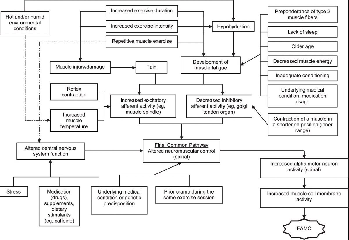 Understanding Exercise-Associated Muscle Cramps

It's more than just a fluid/electrolyte and dehydration issue

These are all the factors that come into play when dealing with athletes that are cramping...

PMID: 34185846