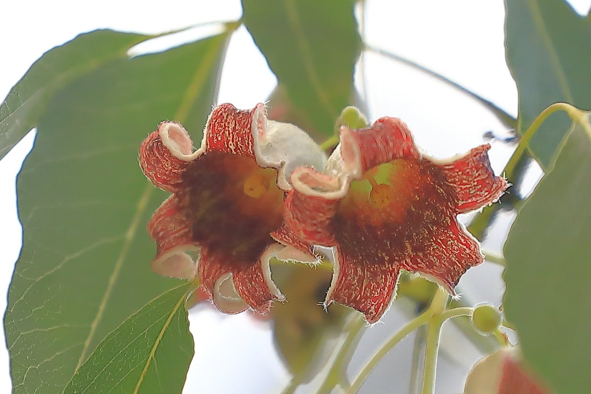 ブラキキトン・ポプルネウス🌸花弁がクルッとカールした💫可愛い鐘形の花🔔紅白の色合いも綺麗✨素敵な花です☺️
#花好きな人と繋がりたい  #花が好きな人と繋がりたい #はなまっぷ #キリトリセカイ