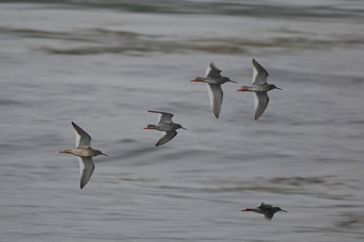 _Stickybeak's tweet image. A wet and foggy morning brought more migratory waders to Church Bay - a flock of 32 restless Redshanks included the first juvenile we've seen this year, and 7 Common Sandpipers also dropped in. This evening 50 godwits were travelling south high over Rathlin Sound